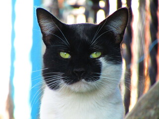 portrait of a cat
