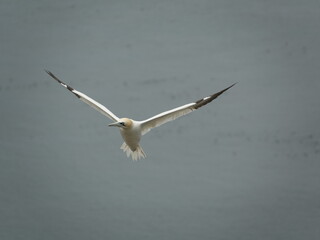 Fototapeta na wymiar northern gannet (Morus bassanus) in flight over ocean