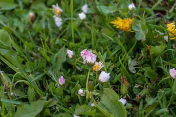 Bellis perennis the daisy in white and pink in green grass with yellow dandelions. family Asteraceae