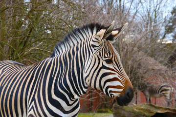 Close-up on a beautiful striped zebra in the park.