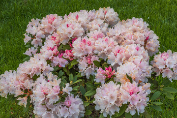 Сlose up view of blooming rhododendron in spring. Beautiful nature backgrounds. 