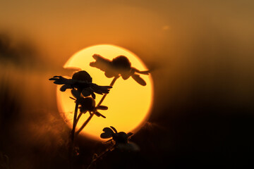 Fototapeta na wymiar Sonnenuntergang auf Feld mit Pflanzen-Silhouetten