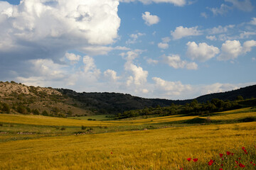 Obraz premium wheat field idyllic landscape mountain