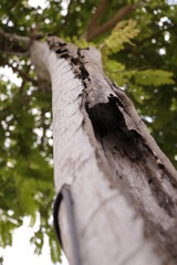 Old Tree