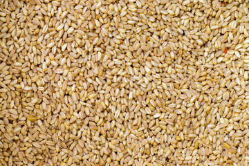 Close-up wheat grains. Wheat grains as background texture