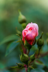 Nahaufnahme einer Rose