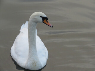 Obraz premium swan on the lake