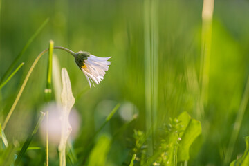 Nahaufnahme eines Gänseblümchen beim Sonnenuntergang