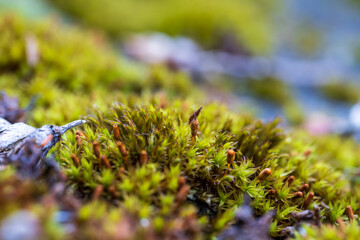 Nahaufnahme von Moos