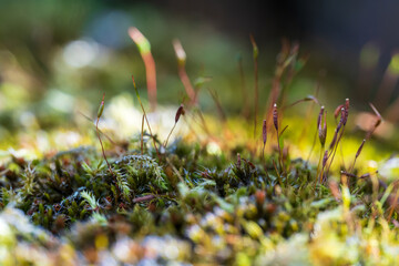 Nahaufnahme von Moos