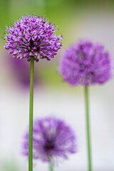 Nahaufnahme von Kugeldisteln