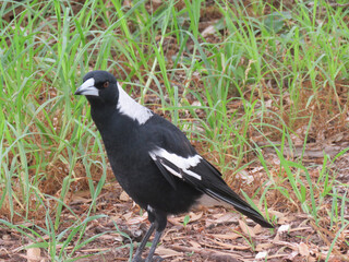 Fototapeta premium Australian Bird