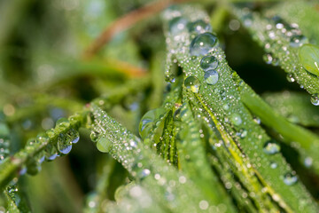 Nahaufnahme von Wassertropfen auf Gras
