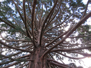 Great tree, Durban, South Africa
