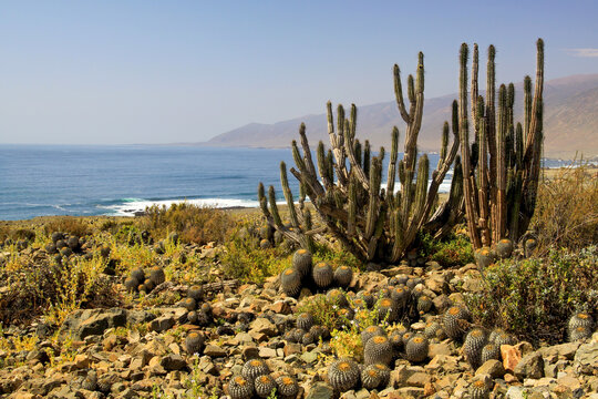 View on cacti (eulychnia iquiquensis and copiapoa tenebrosa) on stony dry ground at pacific coast bay of Atacama desert near Pan de Azucar, Chile