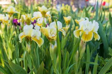 Bearded Iris flower in yellow and white blossoms, green leaves in garden with blurred background