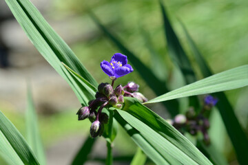 Spiderwort flower