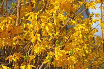 Yellow flowering forsythia bushes in the park.
