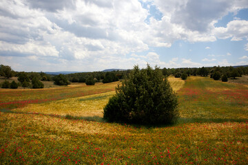 wheat field idyllic landscape mountain