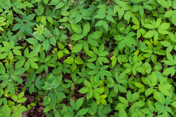 The texture of green small plants in an oak forest.