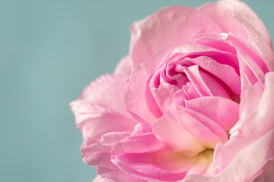 Extreme Flower Close-up. Macro photo of a pink rose on a blue background. blur and selective soft focus.
