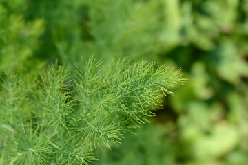Narrow-leaved asparagus