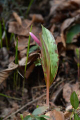 Dogs tooth violet