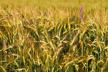 wheat field idyllic landscape mountain