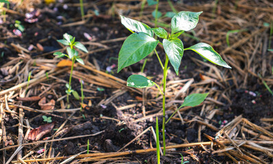 Small green chili plant seedlings growing in the garden.