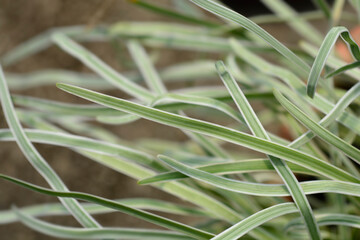 Obraz premium Variegated Society garlic