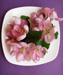 Naklejka na ściany i meble Delicate pink flowers on a plate. Purple background. Spring. Food.Beauty. Decor