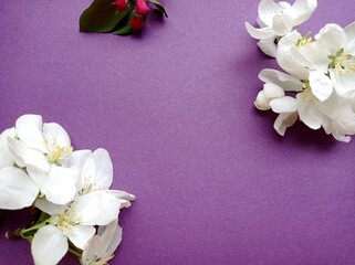 White and red flowers on the edges on a purple background. Background. Wallpaper. Copyspace.