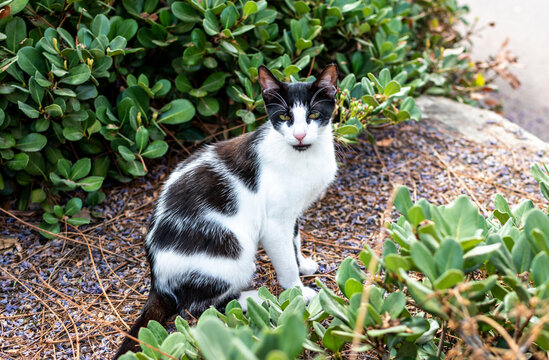 Black and white cute cat in the park in Rehovot, Israel