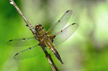 Dragonfly taking a short pause of flying on a tree branch 