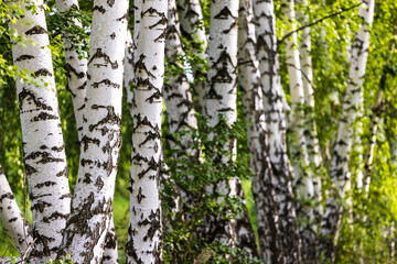 Birch trunks on a green background in summer.
