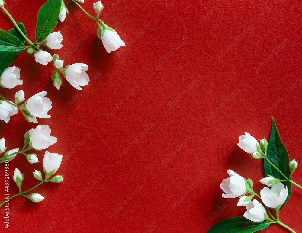 Sticker Beautiful white jasmine flowers on a red background. Flat lay with copy space for the wedding, birthday, party or other celebration.