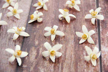small natural white orange flowers