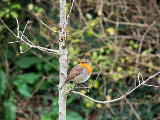 The European robin aka Erithacus rubecula on twig in countryside. Quizzical, facing camera.
