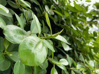 The tops of the leaves are slender.