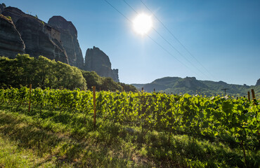 Grape vines with cliff backdrops in Meteora, North of Greece.