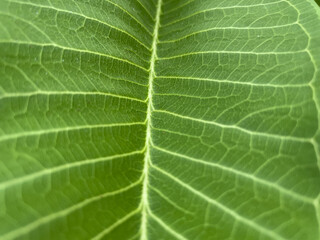 green leaf texture