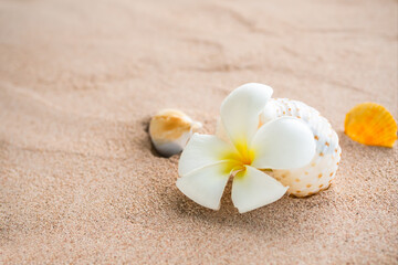 Fototapeta na wymiar Plumeria flowers in sea shell on sand beach. aroma therapy spa tropical summer. for luxury bathroom hotel or massage room. vacation holidays for good healht concept.