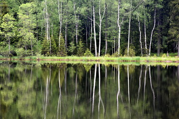Obraz premium Green forest by the lake in reflection in the lake water. Beautiful forest reflecting on calm lake shore