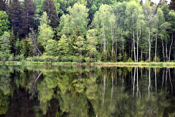 Fototapeta na wymiar Green forest by the lake in reflection in the lake water. Beautiful forest reflecting on calm lake shore