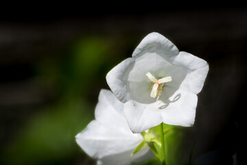 Fototapeta na wymiar Close-up of a white peach-leaved bellflower (Campanula persicifolia)