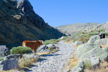 Fototapeta na wymiar vaca en paisaje montañoso