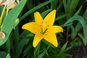 Fototapeta na wymiar yellow lily blossom open in the front garden