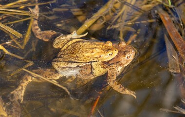 Common or European toad brown colored, Mating toads