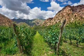 Naklejka premium Vineyard with a mountain backdrop in Cafayate, Argentina