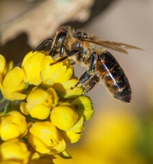 bee or honeybee in Latin Apis Mellifera on flower